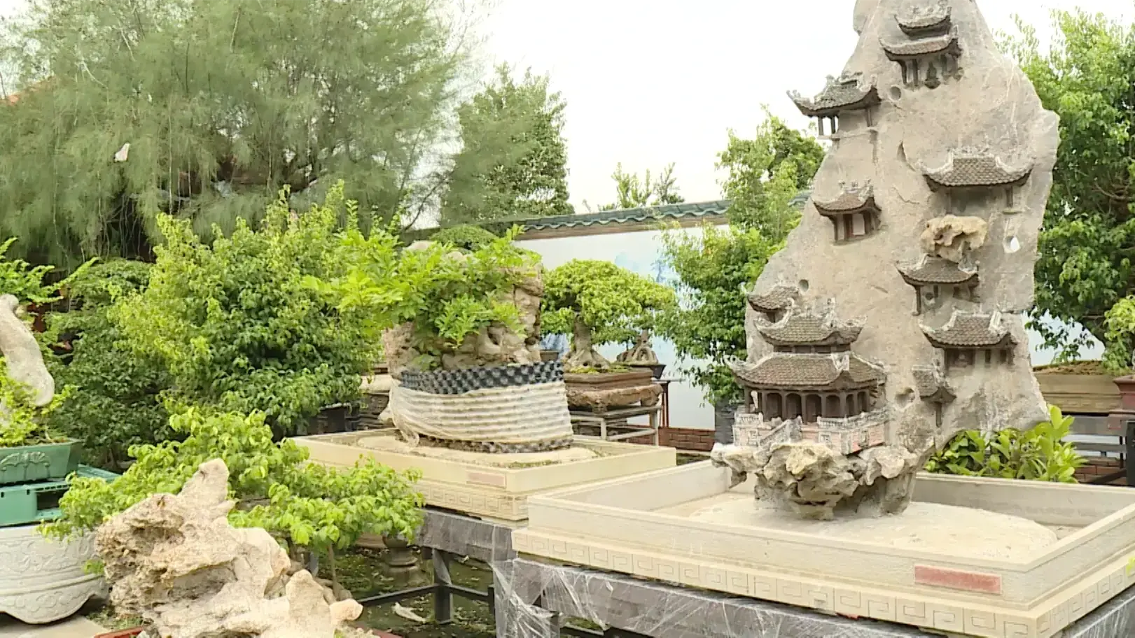 Vẻ đẹp cây bonsai trong không gian đô thị | Vườn đô thị | 21/09/2025